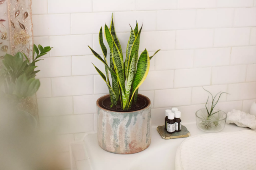Top 6 loại cây trồng trong phòng tắm giúp đánh bay mùi hôi, làm sạch không khí, khử các chất độc hại - Ảnh 2